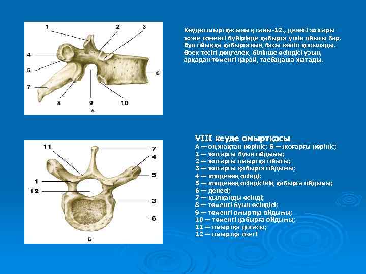 Кеуде омыртқасының саны-12. , денесі жоғары және төменгі бүйірінде қабырға үшін ойығы бар. Бұл
