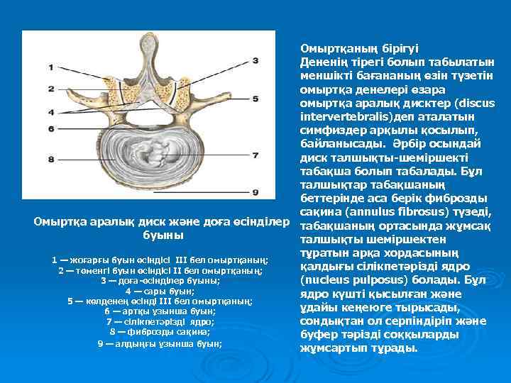 Омыртқаның бірігуі Дененің тірегі болып табылатын меншікті бағананың өзін түзетін омыртқа денелері өзара омыртқа