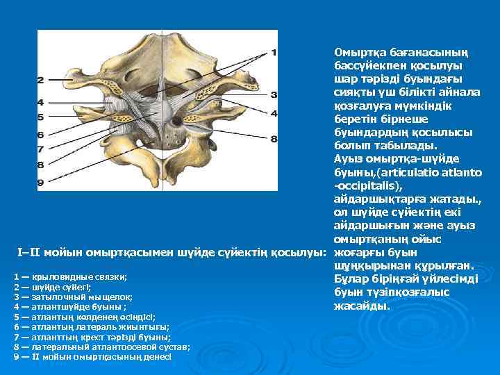 Омыртқа бағанасының бассүйекпен қосылуы шар тәрізді буындағы сияқты үш білікті айнала қозғалуға мүмкіндік беретін