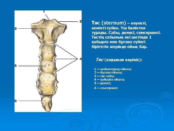 Төс (sternum) – кеуекті, кемікті сүйек. Үш бөліктен тұрады. Сабы, денесі, семсершесі. Төстің сабының