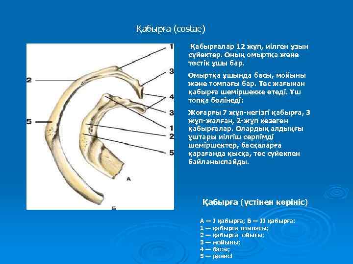 Қабырға (costae) Қабырғалар 12 жұп, иілген ұзын сүйектер. Оның омыртқа және төстік ұшы бар.