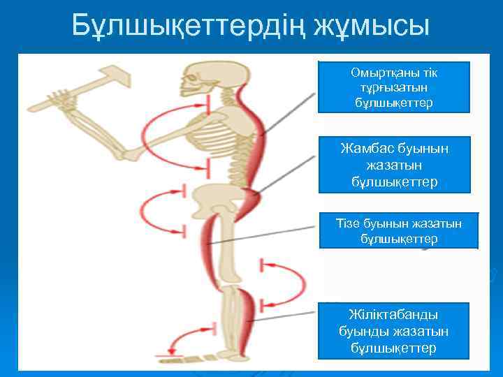 Бұлшықеттердің жұмысы Омыртқаны тік тұрғызатын бұлшықеттер Жамбас буынын жазатын бұлшықеттер Тізе буынын жазатын бұлшықеттер