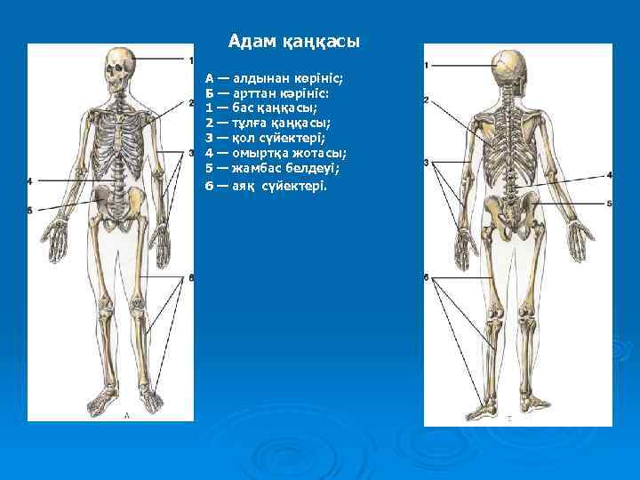 Адам қаңқасы А — алдынан көрініс; Б — арттан кәрініс: 1 — бас қаңқасы;