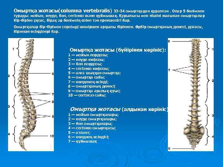 Омыртқа жотасы(columna vertebralis) 33 -34 омыртқадан құралған. Олар 5 бөлімнен тұрады: мойын, кеуде, бел,