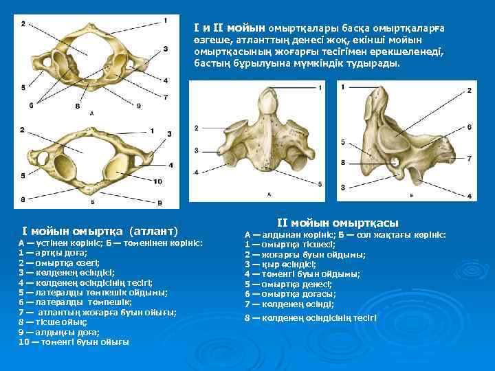 I и II мойын омыртқалары басқа омыртқаларға өзгеше, атланттың денесі жоқ, екінші мойын омыртқасының