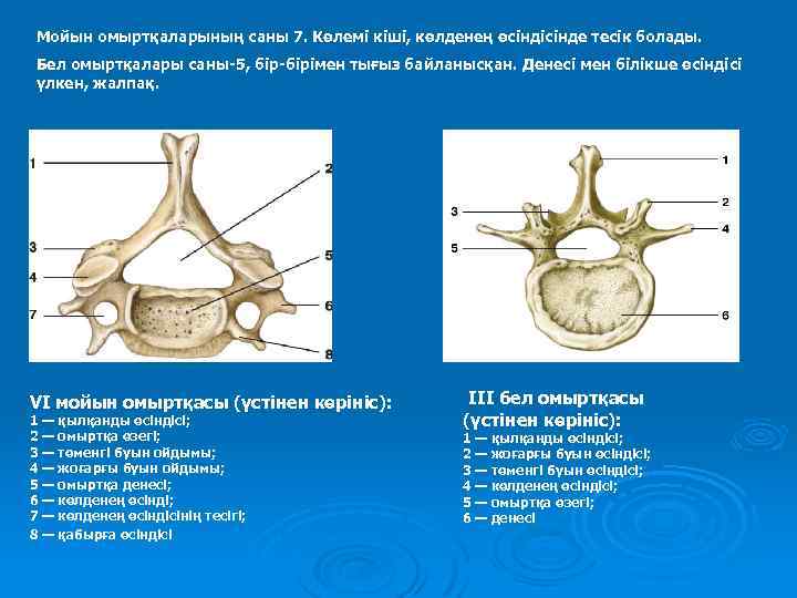 Мойын омыртқаларының саны 7. Көлемі кіші, көлденең өсіндісінде тесік болады. Бел омыртқалары саны-5, бір-бірімен