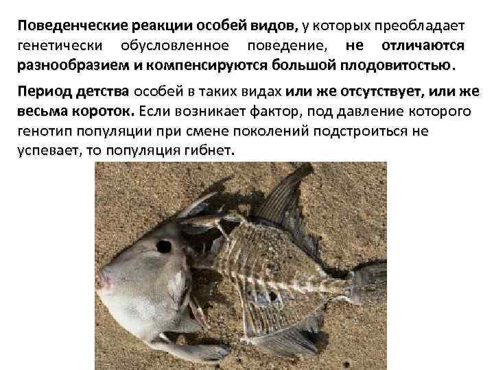 Поведенческие реакции особей видов, у которых преобладает генетически обусловленное поведение, не отличаются разнообразием и