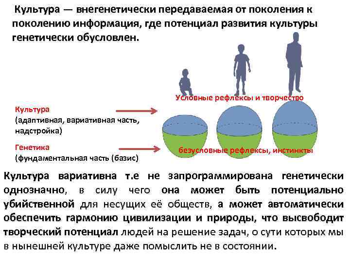 Культура — внегенетически передаваемая от поколения к поколению информация, где потенциал развития культуры генетически