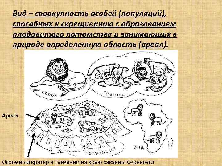 Вид – совокупность особей (популяций), способных к скрещиванию с образованием плодовитого потомства и занимающих