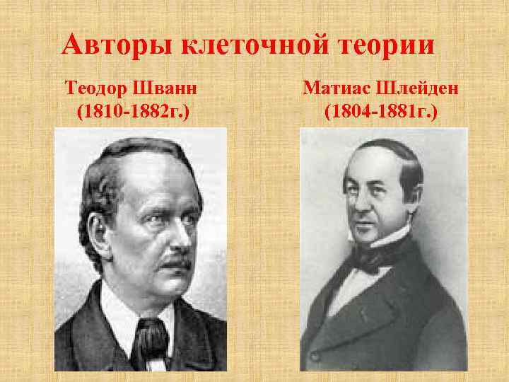 Авторы клеточной теории Теодор Шванн (1810 -1882 г. ) Матиас Шлейден (1804 -1881 г.