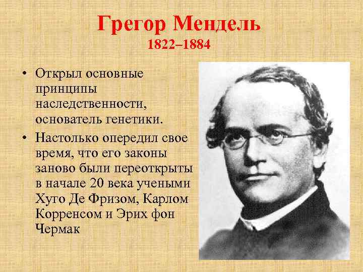 Грегор Мендель 1822– 1884 • Открыл основные принципы наследственности, основатель генетики. • Настолько опередил