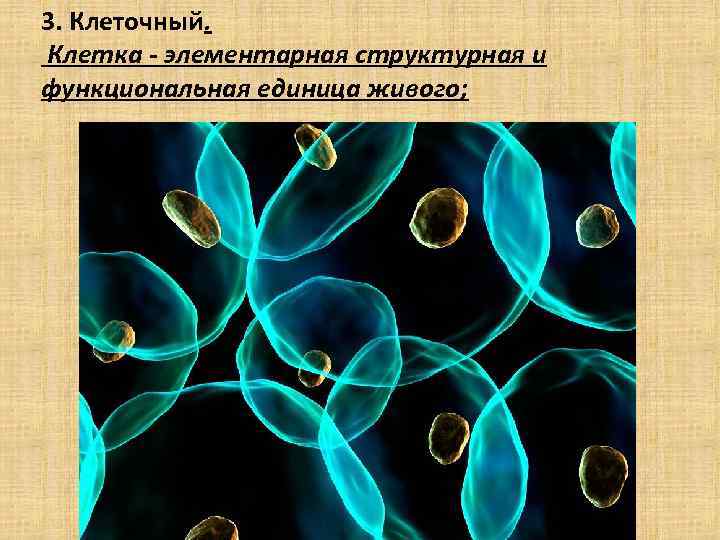 3. Клеточный. Клетка - элементарная структурная и функциональная единица живого; 