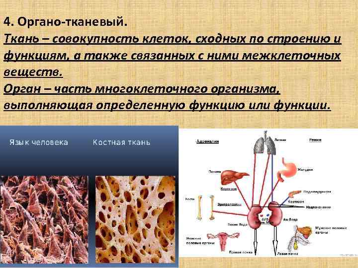 4. Органо-тканевый. Ткань – совокупность клеток, сходных по строению и функциям, а также связанных