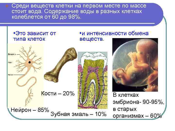 l Среди веществ клетки на первом месте по массе стоит вода. Содержание воды в