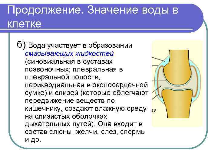 Продолжение. Значение воды в клетке б) Вода участвует в образовании смазывающих жидкостей (синовиальная в
