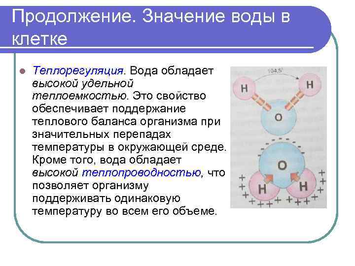 Продолжение. Значение воды в клетке l Теплорегуляция. Вода обладает высокой удельной теплоемкостью. Это свойство