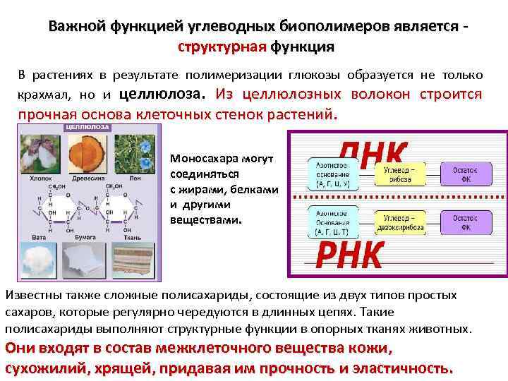 Биополимерами являются. Функции биополимеров. Основные биополимеры клетки. Характеристика биополимеров клетки. Роль биополимеров в клетке.