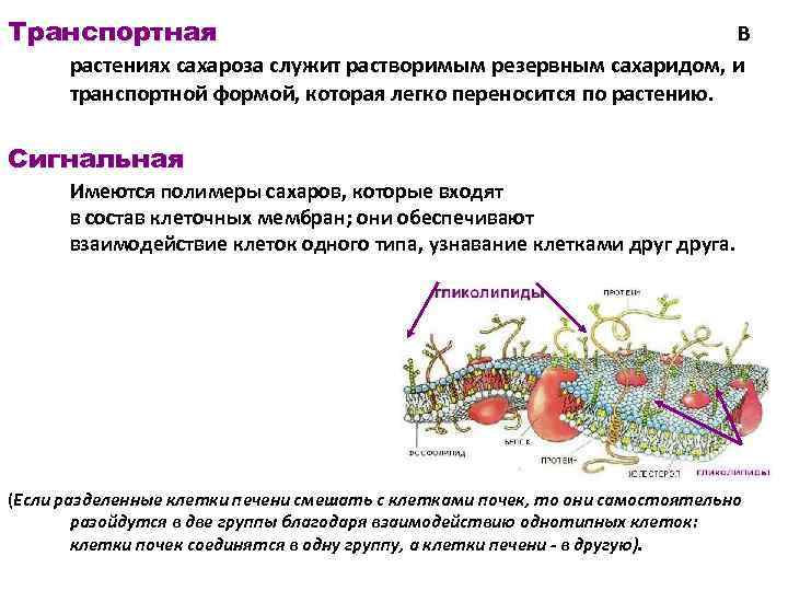 Органические вещества клетки растений. Обеспечивают узнавание клеток ткани своего типа. Обеспечивают узнавание клеток ткани своего типа липиды или углеводы. Органические вещества входящие в состав оболочки клетки. Узнавание клеток своего типа ткани углеводы липиды.