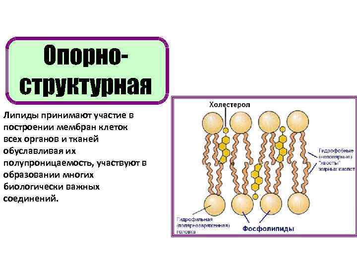 Липиды мембран