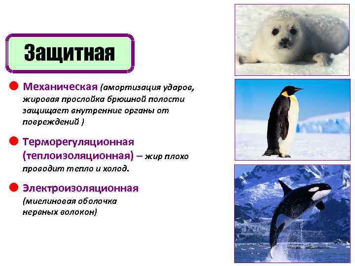 Защитная Механическая (амортизация ударов, жировая прослойка брюшной полости защищает внутренние органы от повреждений )