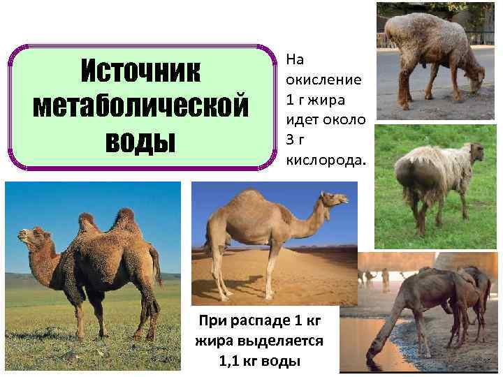 Источник метаболической воды На окисление 1 г жира идет около 3 г кислорода. При