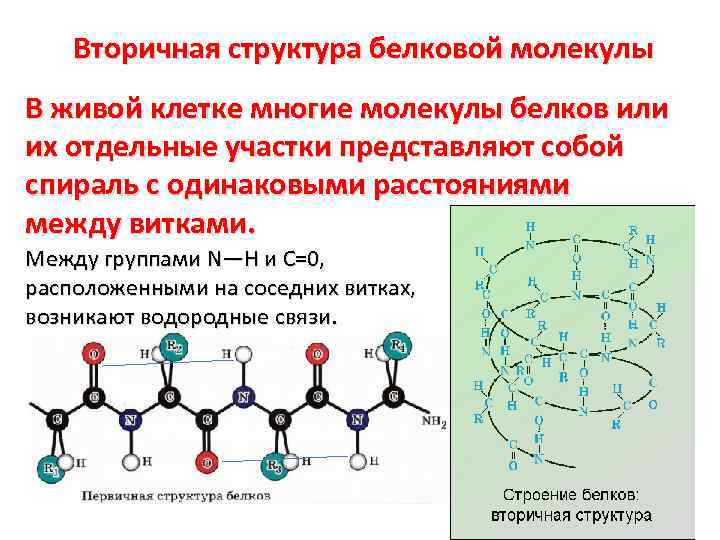 Молекулы белка образуются. Белок с структура 4 строение. Вторичная структура молекулы белка. Биополимеры белки схема. Строение молекулы белка вторичная структура.