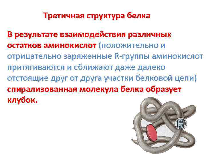Третичная структура белка В результате взаимодействия различных остатков аминокислот (положительно и отрицательно заряженные R-группы