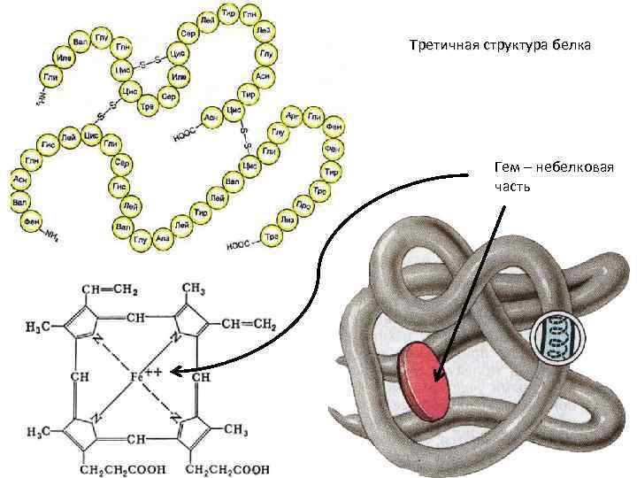 Третичная структура белка картинка