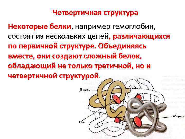 Выбери рисунок на котором представлена четвертичная структура белка