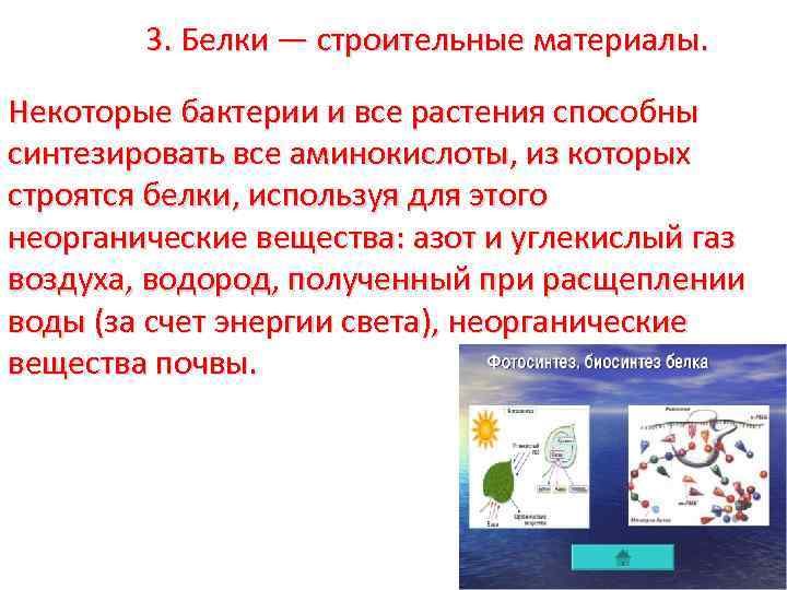 3. Белки — строительные материалы. Некоторые бактерии и все растения способны синтезировать все аминокислоты,