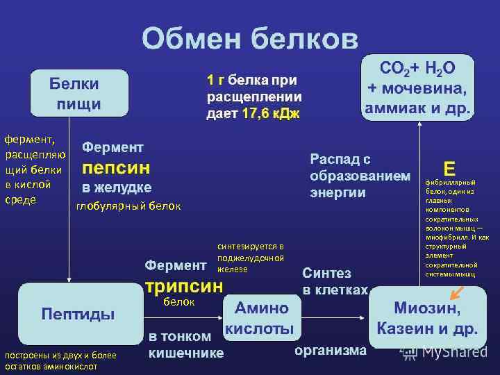фермент, расщепляю щий белки в кислой среде глобулярный белок синтезируется в поджелудочной железе белок