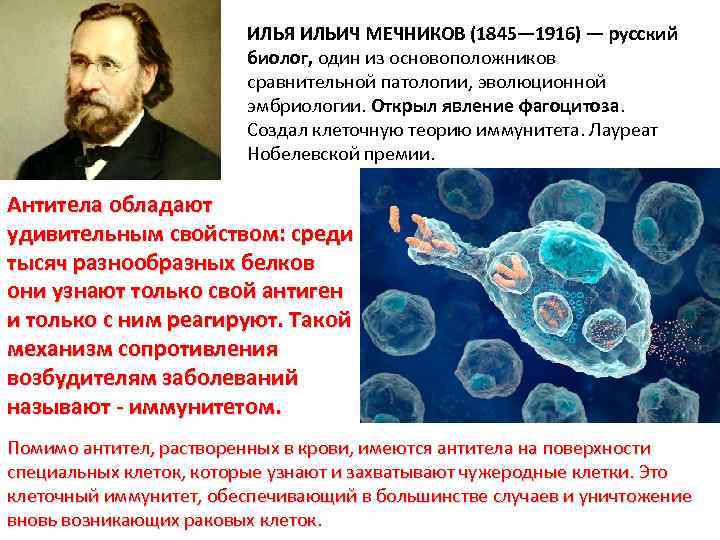 ИЛЬЯ ИЛЬИЧ МЕЧНИКОВ (1845— 1916) — русский биолог, один из основоположников сравнительной патологии, эволюционной