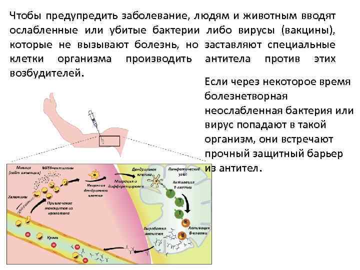 Чтобы предупредить заболевание, людям и животным вводят ослабленные или убитые бактерии либо вирусы (вакцины),