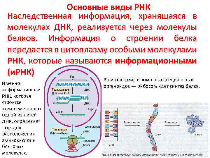 Основные виды РНК Наследственная информация, хранящаяся в молекулах ДНК, реализуется через молекулы белков. Информация