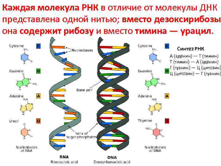 Каждая молекула РНК в отличие от молекулы ДНК представлена одной нитью; вместо дезоксирибозы она