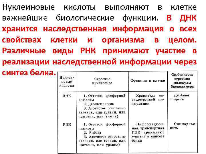 Выполняемые функции нуклеиновых кислот. Функции нуклеиновых кислот биология. Функции нуклеиновых кислот. Функции нуклеиновых кислот в организме человека.