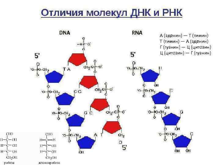 А (аденин) — Т (тимин) — А (аденин) Г (гуанин) — Ц (цитозин) —