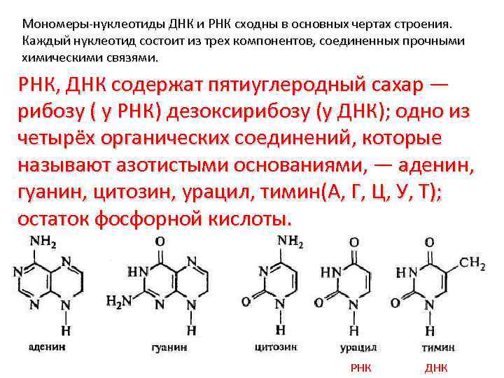 Мономеры-нуклеотиды ДНК и РНК сходны в основных чертах строения. Каждый нуклеотид состоит из трех