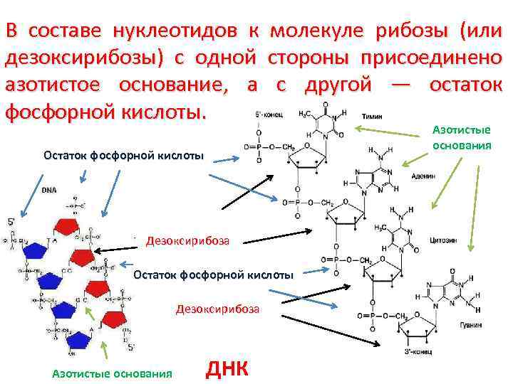 Состав нуклеотида рнк. 2 Дезоксирибоза аденин и фосфорная кислота. ДНК; 1-дезоксирибоза; 2-остаток фосфорной кислоты. ДНК от РНК 1. сахара 2.дезоксирибозы 3. фосфорной кислоты 4. рибозы. Схема нуклеозида остаток фосфорной кислоты.