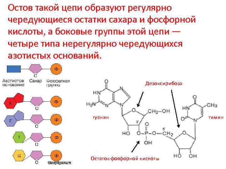 Остов такой цепи образуют регулярно чередующиеся остатки сахара и фосфорной кислоты, а боковые группы