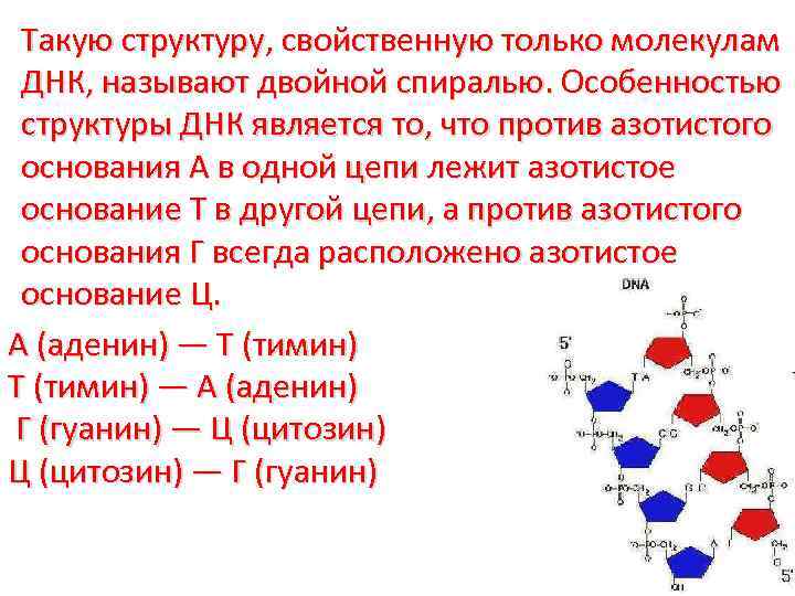 Такую структуру, свойственную только молекулам ДНК, называют двойной спиралью. Особенностью структуры ДНК является то,