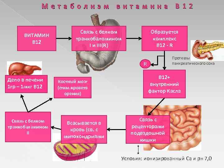 Метаболизм витамина В 12 ВИТАМИН В 12 Связь с белком транкобаломином I и III(R)