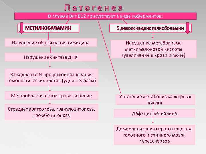 Патогенез В плазме Вит В 12 присутствует в виде коферментов: МЕТИЛКОБАЛАМИН Нарушение образования тимидина