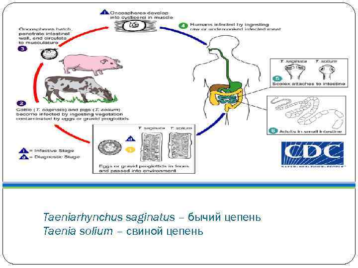 Хозяином свиного цепня является. Taeniarhynchus saginatus жизненный цикл. Taeniarhynchus saginatus характеристика. Жизненный цикл ленточного червя.