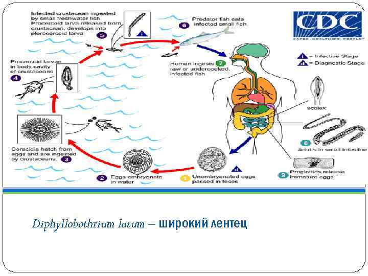 Diphyllobothrium latum – широкий лентец 