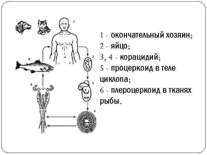 1 - окончательный хозяин; 2 - яйцо; 3, 4 - корацидий; 5 - процеркоид