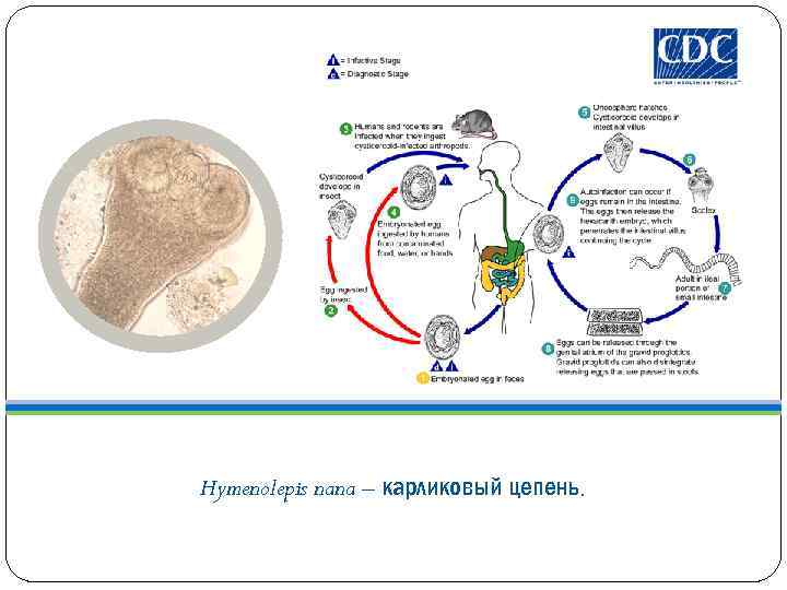 Hymenolepis nana – карликовый цепень. 