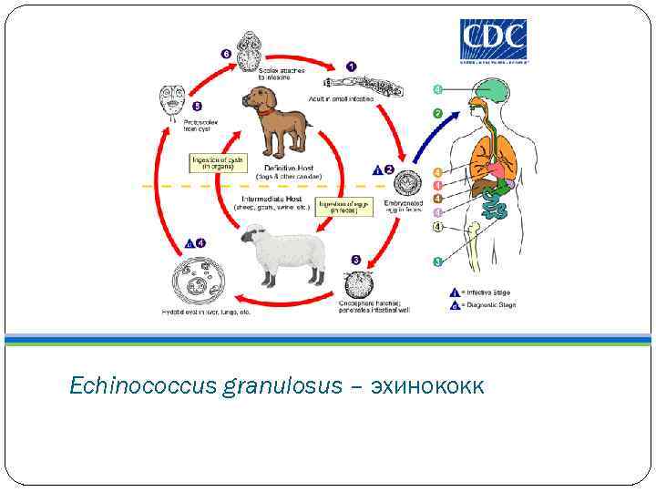 Echinococcus granulosus – эхинококк 