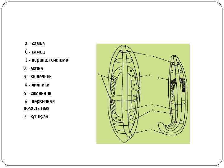 а - самка б - самец 1 - нервная система 2 - матка 3