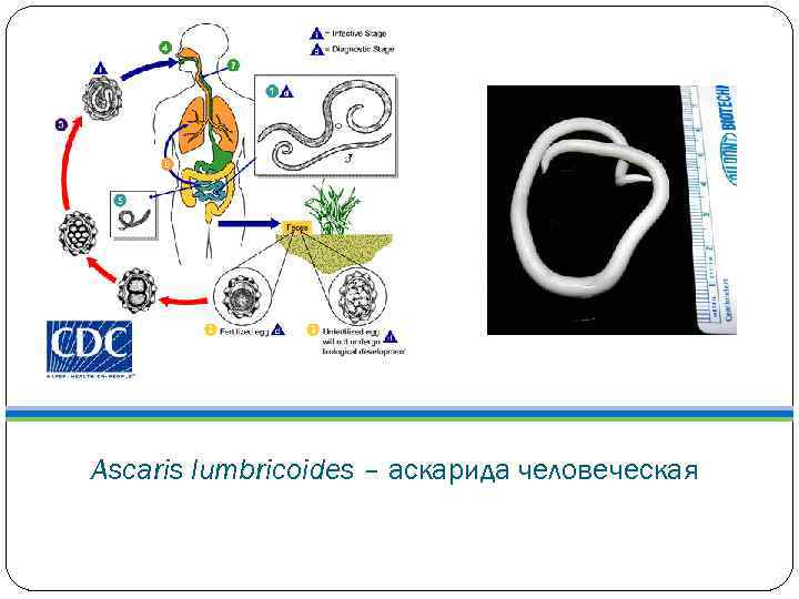 Ascaris lumbricoides – аскарида человеческая 